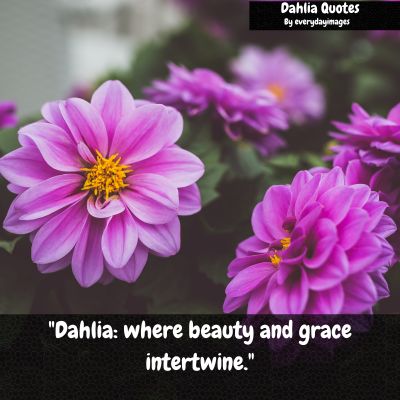 Dahlia Flower Sayings