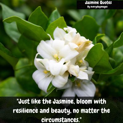 Motivational Jasmine Quotes