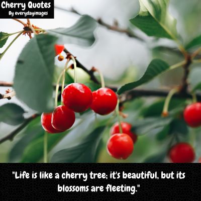 Cherry Tree Sayings 