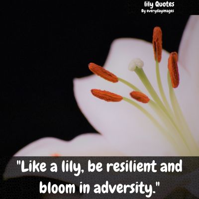 Lily Flower Saying