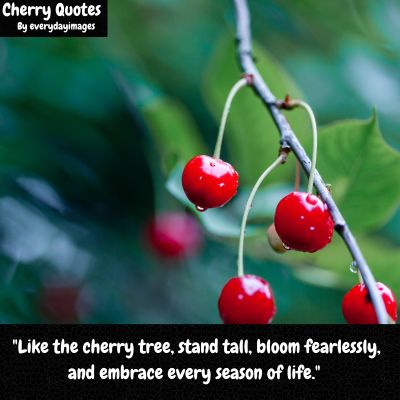 Inspirational Cherry Tree Quotes