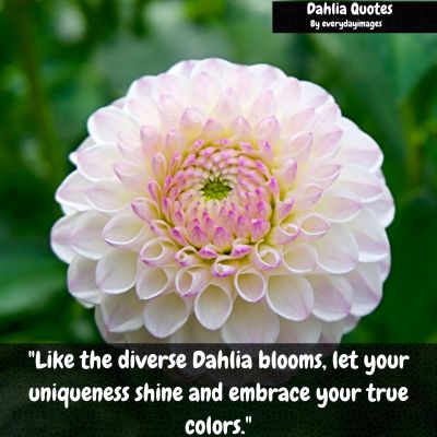 Dahlia Quotes