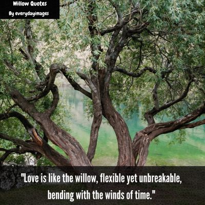 Willow Tree Quotes About Love