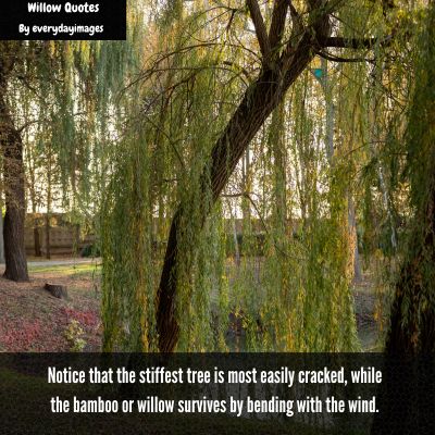 Willow Tree Quotes
