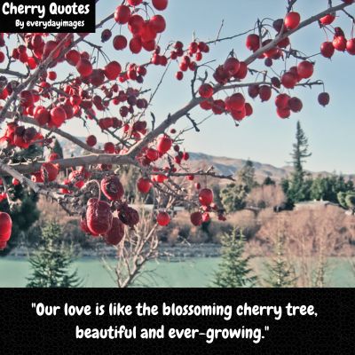 Cherry Tree Love Quotes