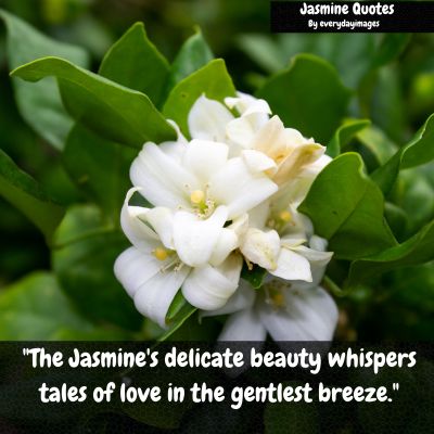 Jasmine Flower Quotes