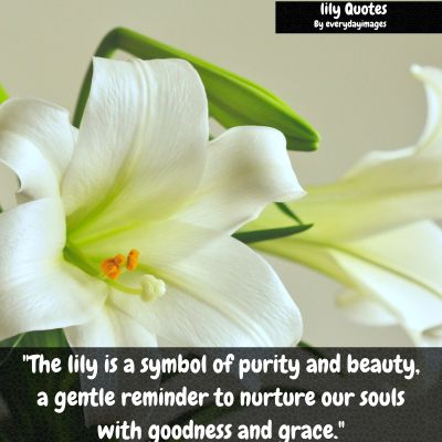 Lily Flower Quotes