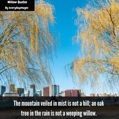 Weeping Willow Tree Quotes