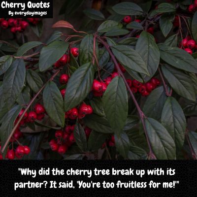 Funny Cherry Tree Quotes